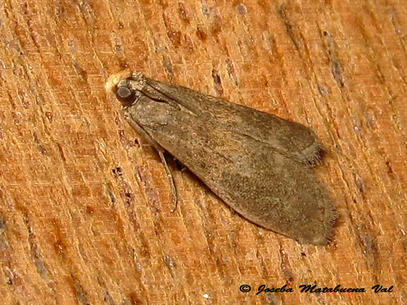 Micro 2 da id. Eccopisa effractella - Pyralidae  (Cfr.)